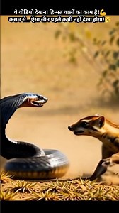 Mongoose vs Cobra! | Epic Fight for Survival 🦦 🥱 #animal #fight #cobra #nature #wildlife #snake