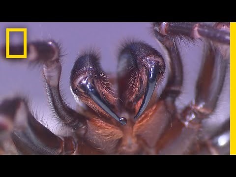 Milking This Deadly Spider Can Save Lives | National Geographic