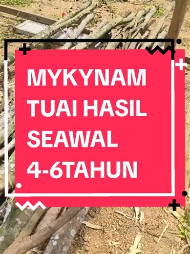#creatorsearchinsights #fyp #fyppppppppppppppppppppppp #agarwood #gaharumalaysia