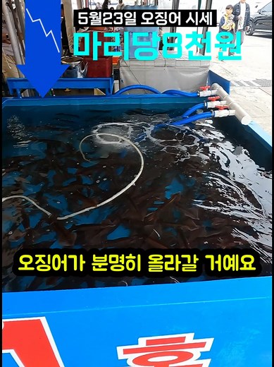 속초 동명항 오징어와 대게 시세 변화