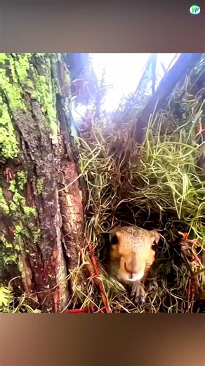 The Most unexpected animal moment caught on camera part 47