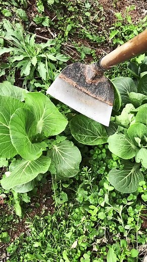 Digging in the Garden: Essential Techniques for Soil Preparation