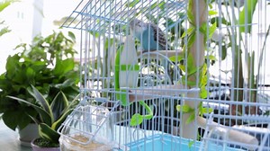 2 Pcs Cuttlebone Holder for Bird Cage - Bowl Stand Food Holder with 4 Pcs Cuttlebone for Parrot, Budgie, Conure (4.7-5.5 inch)