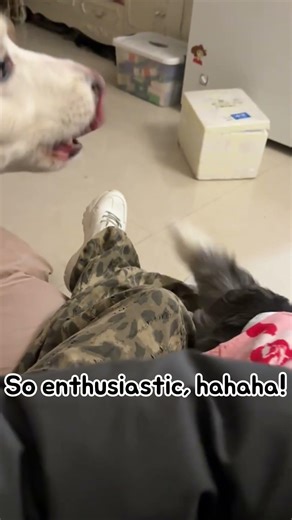 The Puppy's Welcome-Home Ceremony🐾#pet #dog #partner #cute #collie