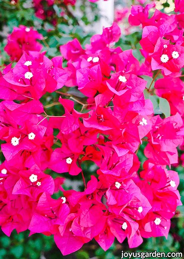 Bougainvillea After Freeze: What To Do & How It Comes Back