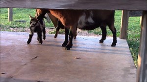 76 reactions · 5 comments | Bootsy's babies: bath, walk, snack | Scofflaw Farm | Facebook