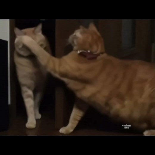 Scientists cat's half life [2] [SFX]