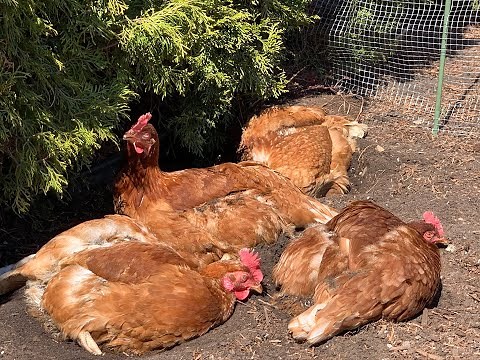 Le comportement des poules