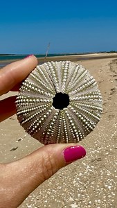 Found these two sea urchin friends at Cape Lookout. One still rocking all its spines, and the other completely cleaned up by the waves, showing off its bare shell. It’s crazy how night and day they look, but both are perfect in their own way. Honestly, one of my favorite things to do is spot these little treasures and appreciate the wild beauty the ocean leaves behind. Nature’s glow-up, beach edition! | Lawren Bagley