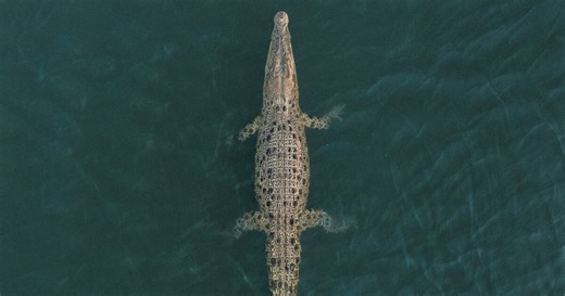 ¡No entres al mar! Emiten alerta por presencia de cocodrilos en costas de Manzanillo, Colima