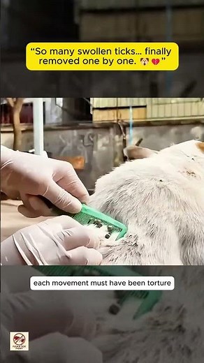 Full-Body Tick Removal on Dog | Huge Swollen Ticks Extracted One by One – Extreme Infestation Rescue