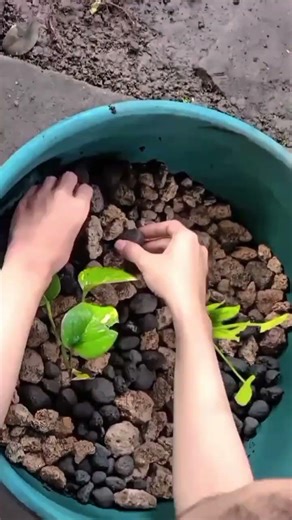 DIY Mini Pot dari Bak dengan Bahan Alam Sekitar Rumah #garden #gardening #aquascape #minipot #fish