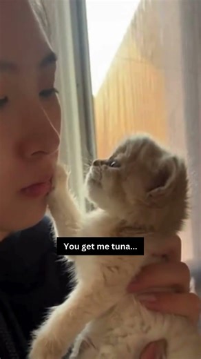 Name this orange and white cat! | Subscribe for more #funny #cats #pets #animals