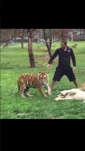 Tiger Saves Man From A Leopard Attack #shorts