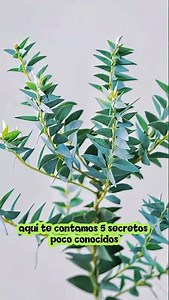 beneficios del eucalipto
