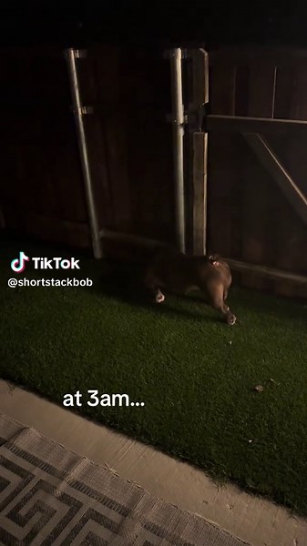 3am…#f#fypv#virald#dogsoftiktokf#funnydogpetsoftiktok