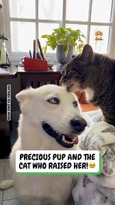 1.7M views · 85K reactions | Slobbery grooming session 識 | Fluffy Animals | Facebook