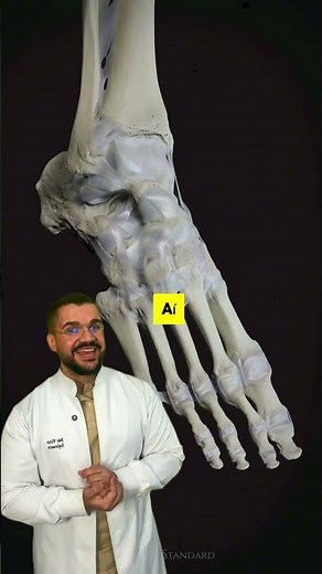 ANATOMY OF THE COMPLETE FOOT
