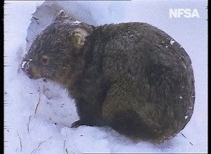 1.5K views · 67 reactions | Tomorrow is Wombat Day and there was sNOw way we would miss the chance to share this clip for today's 50 Wonderful Things post. #NFSA50 #NFSAOnline #WombatDay https://bit.ly/NFSA50 | NFSA - National Film and Sound Archive of Australia | Facebook