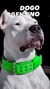 THE DOGO ARGENTINO - all you need to know 🐺 #reels | Abd - All Breed Dogs