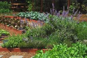 Smart Vegetable Gardening 101 webinars now offered April-May