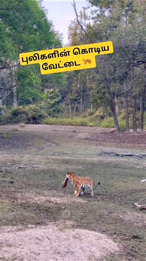Deadly hunting of a Tigers 🐅 #Shorts #trending #viralshort