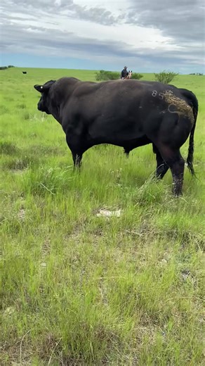 Embrace the Cowboy Lifestyle: A Day on the Ranch