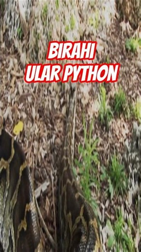 Masa Birahi Ular Python #kisahnyata #cerita #ceritanyata