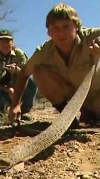 What Really Happened to the Crocodile Hunter #Crocodile #Animals #Nature #Stingray #Shorts