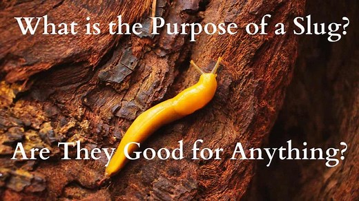 What Exactly Is the Purpose of Slugs? Are They Good for Anything?
