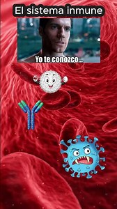 How the immune system works