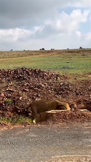 Big Cat Dairy 🦁 lions #bigcatdairy #lions #wildlifeanimals #dangerousanimals #2mviews