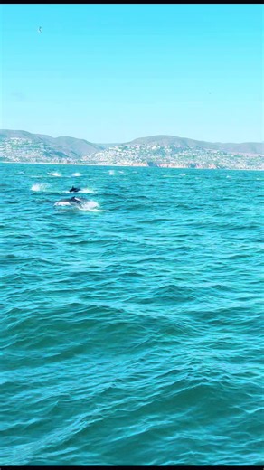 Dolphin stampede 🐬 #newportbeach #dolphins #lagunabeach #california