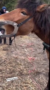 Horse teeth 🐴 . . . . . #facts #knowledge #reelsfypシ #reels #trend #virals #fb #reelsfbシ #fbyシvideo #reelsviralシfb #fbreelsfypシ゚ #post #fbreelsfypシ゚viralシ #reels2025 #shorts #videos #trending | Amazing Facts