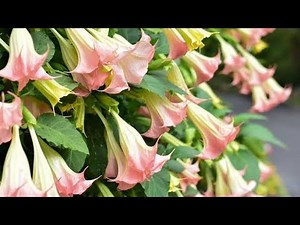 📀 DELIKADONG BULAKLAK | Talampunay | Angel's Trumpet | Misterio