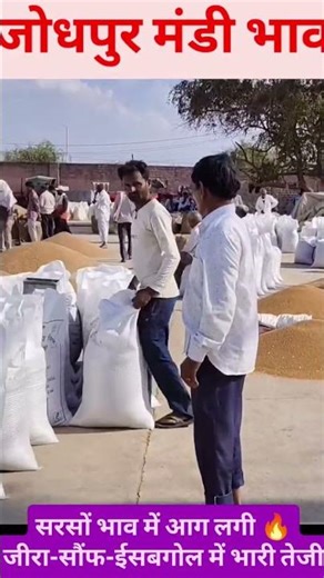 जोधपुर मंडी भाव🔥जीरा भारी तेजी #JeeraPrice #जीरा_भाव #ईसबगोल_भाव #MandiBhav #मंडी_भाव
