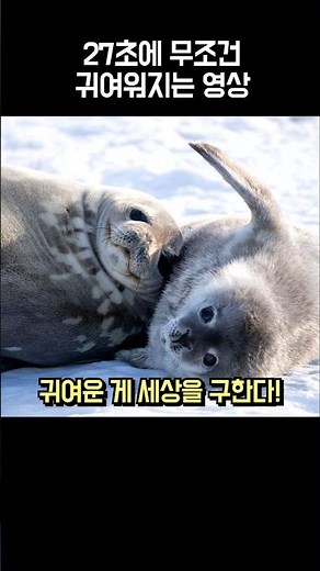남극의 여름이 시작되면, 물범 새끼들이 태어나는 이유