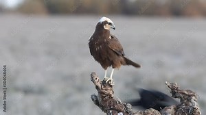 Western marsh harrier, Circus aeroginosus, birds