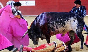 Slaughter of mother of bull that killed Spanish matador sparks protest