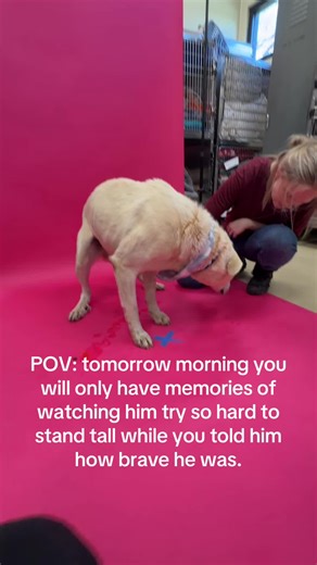 Saving Bartholomew: A Great Pyrenees in Need