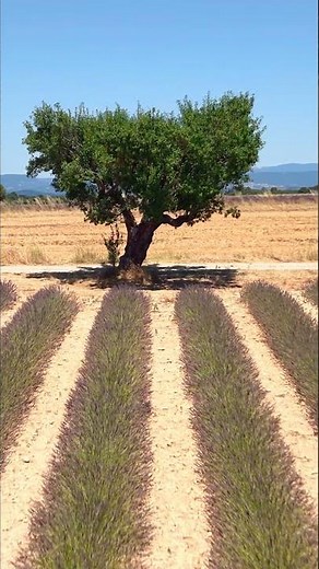 Provence Lavender Fields in 4K HDR 💜 | Stunning Drone & Cinematic Views #shorts