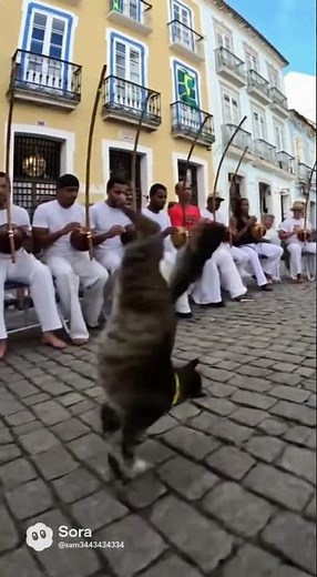 Even cats love Capoeira in Brazil.😊