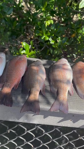 Capt. Joe at it again. Call and book your inshore, near shore, off shore, or eco tour today! | Fish Tales Nokomis - Bait & Tackle