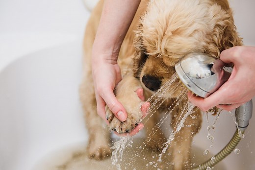 8 Vet-Approved Home Remedies for Your Dog | PetMD