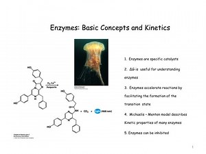 Enzymes: Basic Concepts and Kinetics - SlideServe