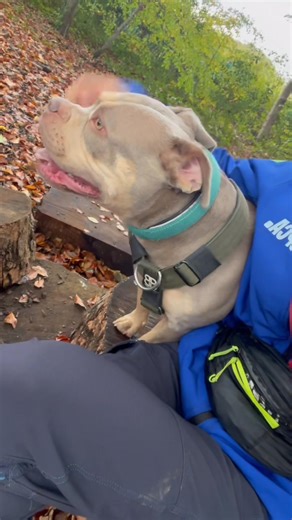 Meet Dina💜 Dina is a 2 year old Pocket Bully. She arrived in RSPCA care as a puppy and due to a being part of a case investigation it’s meant she hasn’t been able to be rehomed, resulting in her spending all of her young life in a kennels☹️ But she is now looking for her first, forever home 🏠 🌟 She can be a sensitive girl as she suffers from sound sensitivities however she has come on leaps and bounds since arriving at our centre with the right training and patience. She is a very friendly gi
