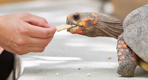 Red Footed Tortoise Diet - What To Feed Your Pet