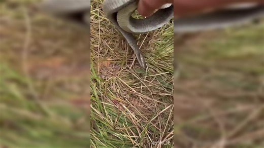 Video of the Day: Hognose Snake Plays Dead; A Fake Death to Avoid the Real One