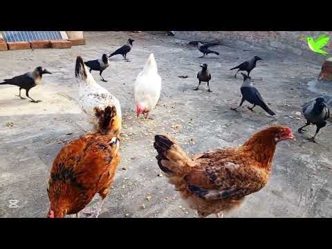 Wonderful Twittering Birds | Birds Sounds