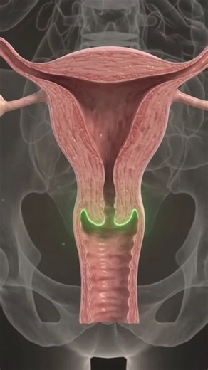 Female Reproductive System Explained | Uterus, Ovaries, Fallopian Tubes & Cervix | 3D Anatomy